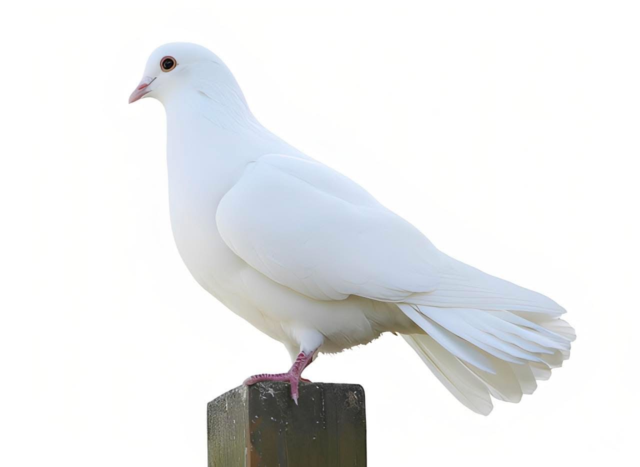 Ảnh thu nhỏ của Còn gì là mery nữa