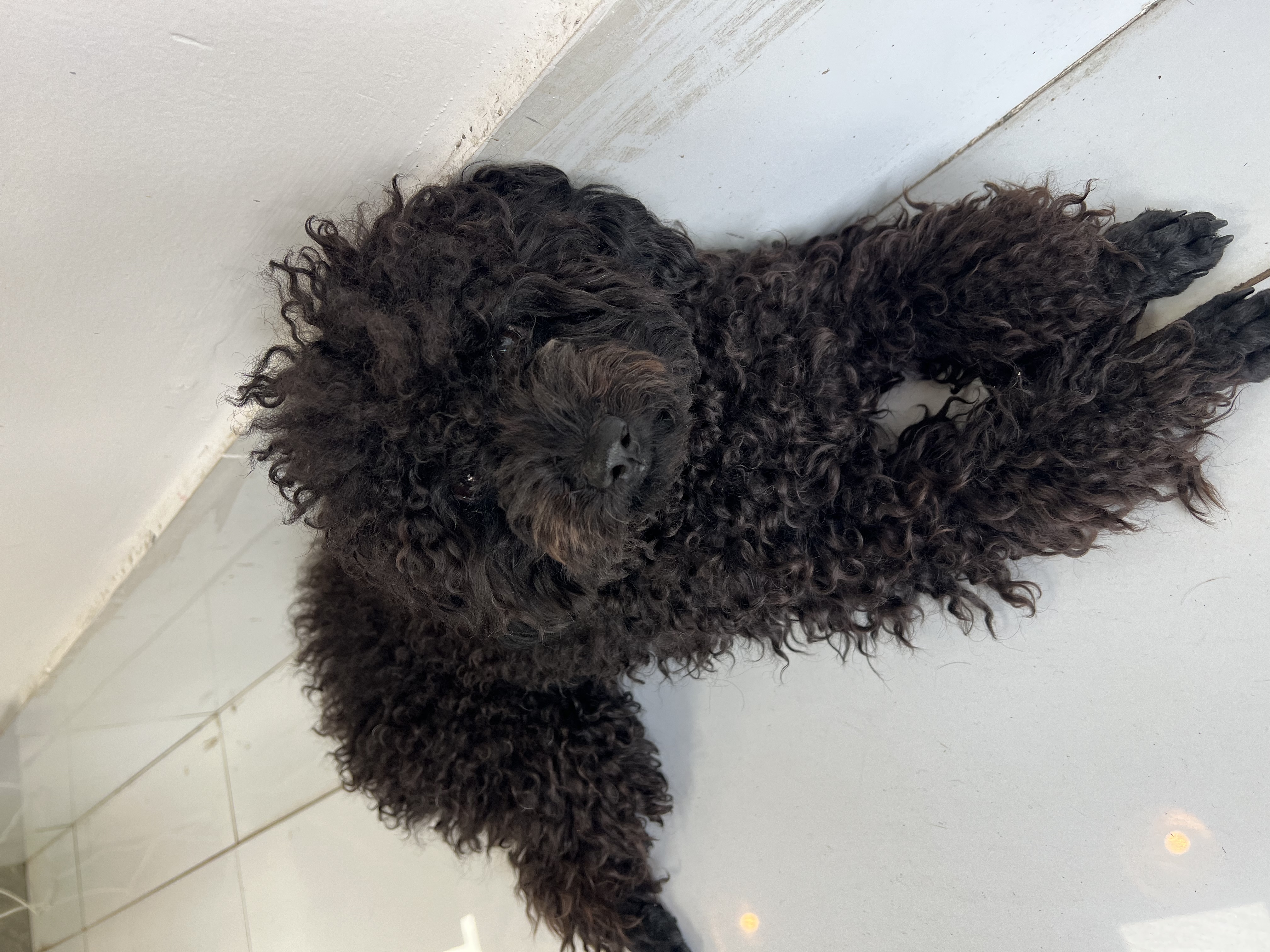 Ảnh thu nhỏ của Cụ ông bị chó bitbun cắn gi/ã m/an